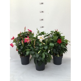 DIPLADENIA PIRAMIDE 3 CANNE  VASO 14