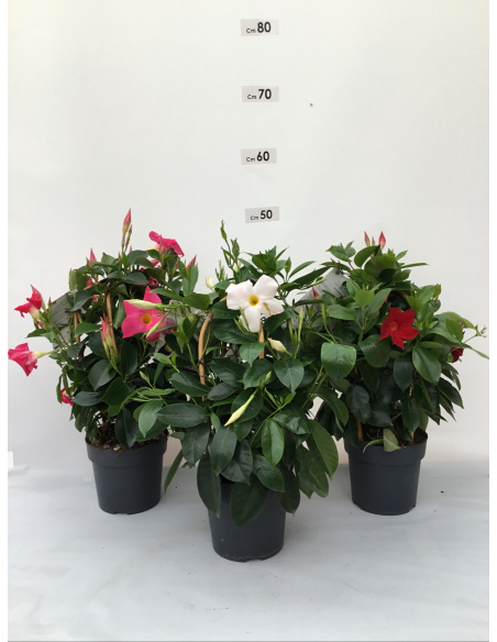 DIPLADENIA PIRAMIDE 3 CANNE  VASO 14