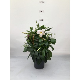 DIPLADENIA PIRAMIDE 3 CANNE  VASO 14 2