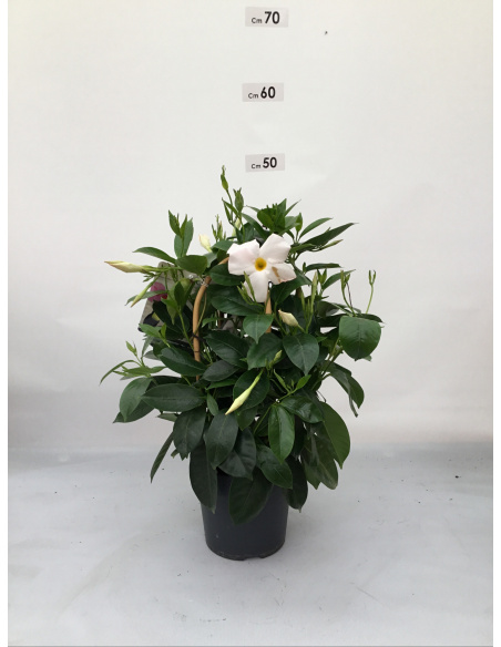 DIPLADENIA PIRAMIDE 3 CANNE  VASO 14