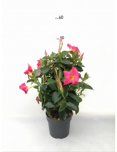 DIPLADENIA PIRAMIDE 3 CANNE  VASO 14