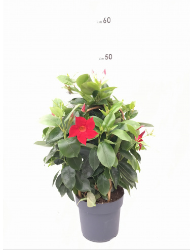 DIPLADENIA PIRAMIDE 3 CANNE  VASO 14