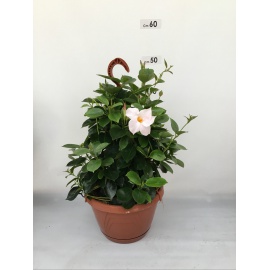 DIPLADENIA PIRAMIDE 3 CANNE  VASO 14