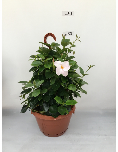 DIPLADENIA PIRAMIDE 3 CANNE  VASO 14