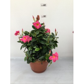 DIPLADENIA PIRAMIDE 3 CANNE  VASO 14 2