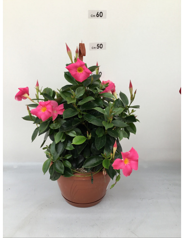 DIPLADENIA PIRAMIDE 3 CANNE  VASO 14