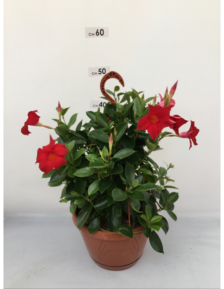 DIPLADENIA PIRAMIDE 3 CANNE  VASO 14