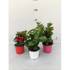 DIPLADENIA BASKET VASO 22