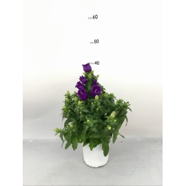 CAMPANULA APPEAL