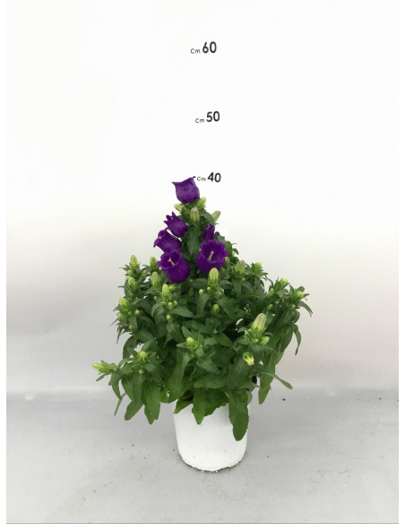 CAMPANULA APPEAL