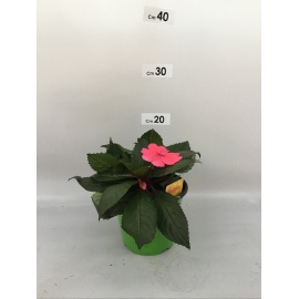 SUNPATIENS FIORE ROSA