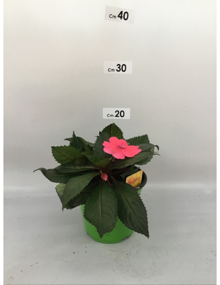 SUNPATIENS FIORE ROSA