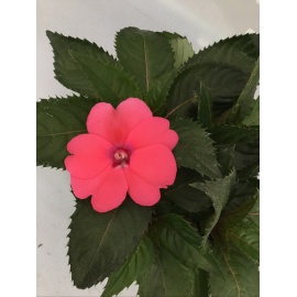 SUNPATIENS FIORE ROSA 2