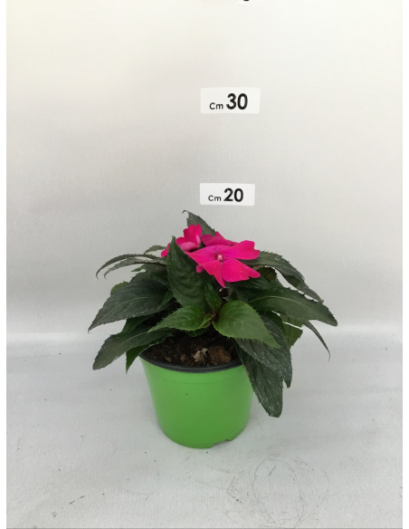 SUNPATIENS FIORE VIOLA INTENSO OCCHIO SFUMATO