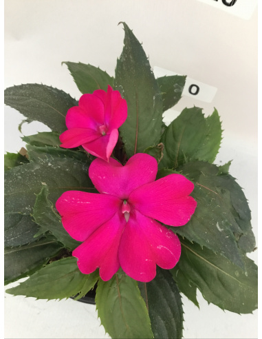 SUNPATIENS FIORE VIOLA INTENSO OCCHIO SFUMATO