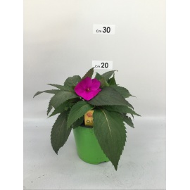 SUNPATIENS FIORE LAVANDA