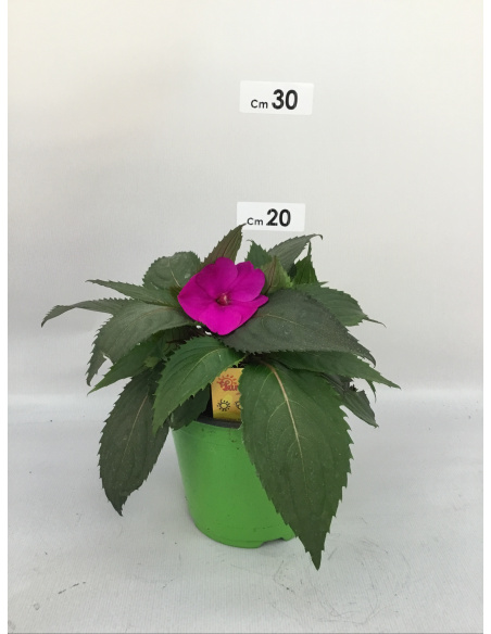 SUNPATIENS FIORE LAVANDA