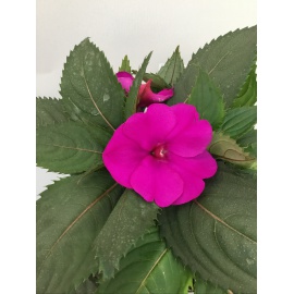 SUNPATIENS FIORE LAVANDA 2
