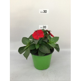 SUNPATIENS FIORE ROSSO SCURO