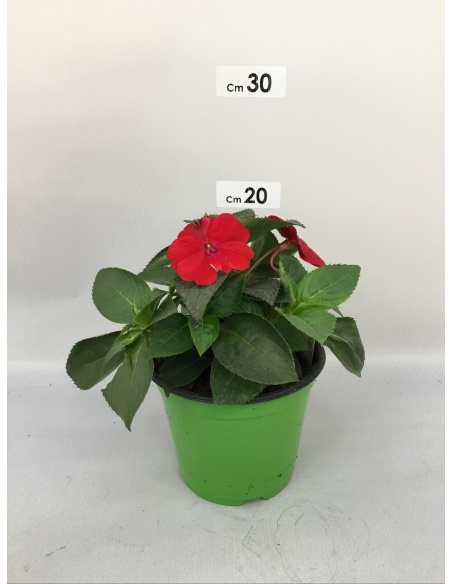 SUNPATIENS FIORE ROSSO SCURO