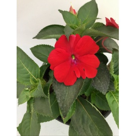 SUNPATIENS FIORE ROSSO SCURO 2