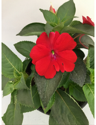 SUNPATIENS FIORE ROSSO SCURO