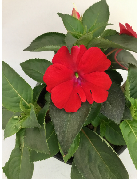 SUNPATIENS FIORE ROSSO SCURO
