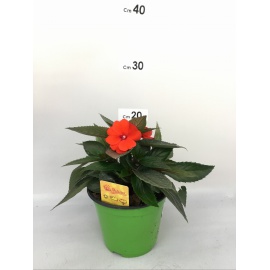 SUNPATIENS FIORE ROSSO ARANCIO