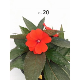 SUNPATIENS FIORE ROSSO ARANCIO 2
