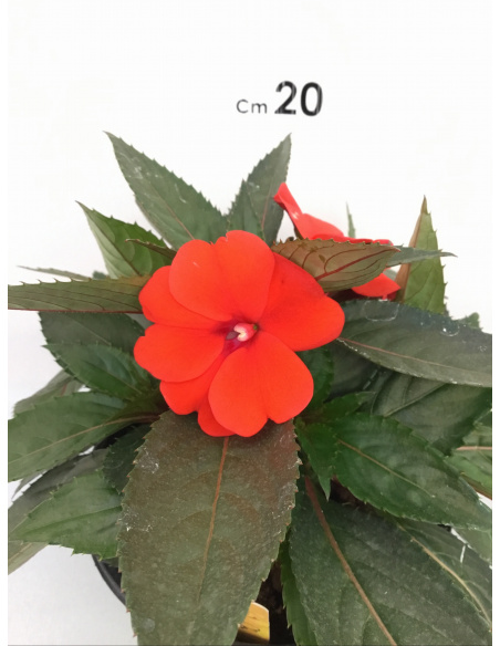 SUNPATIENS FIORE ROSSO ARANCIO