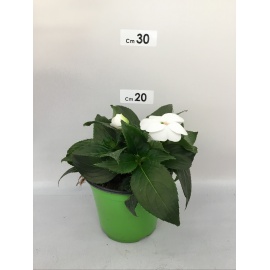 SUNPATIENS FIORE BIANCO