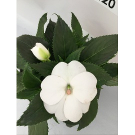 SUNPATIENS FIORE BIANCO 2