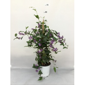 SUNPATIENS FIORE VIOLA BRILLANTE