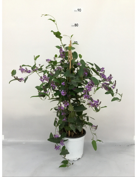 SUNPATIENS FIORE VIOLA BRILLANTE