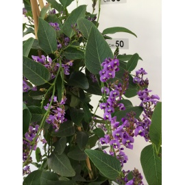 SUNPATIENS FIORE VIOLA BRILLANTE 2