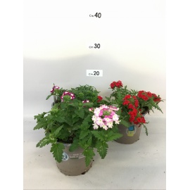 VERBENA ANNUALE COLORI MISTI