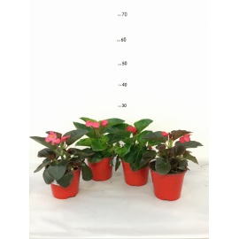 BEGONIA ELATIOR V.14