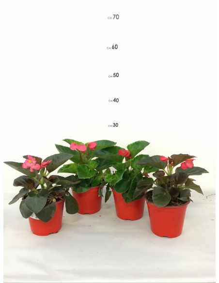 BEGONIA ELATIOR V.14