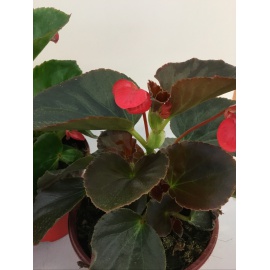 BEGONIA ELATIOR V.14 2