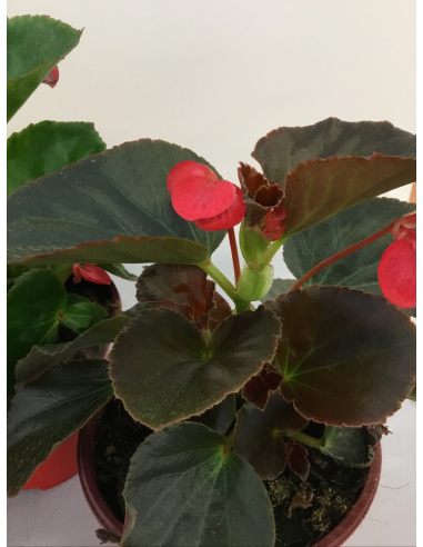BEGONIA ELATIOR V.14