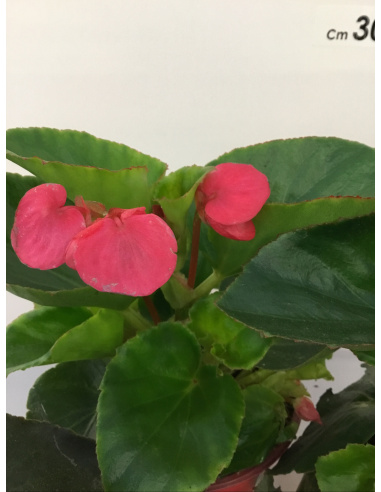 BEGONIA ELATIOR V.14