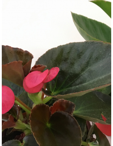 BEGONIA ELATIOR V.14