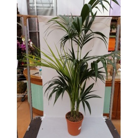 KENTIA HOWEA FORSTERIANA