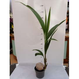 PALMA DA COCCO  COCOS NUCIFERA