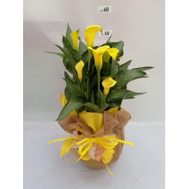 CALLA COLORATA CON JUTA