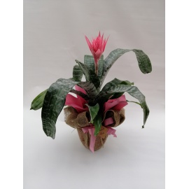 AECHMEA FASCIATA CON JUTA