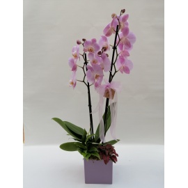 ORCHIDEA CON PIANTE VERDI E CASPO' QUADRATO