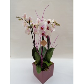 COMPOSIZIONE ORCHIDEE PHALENOPSIS CON CASPO' QUADRATO