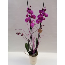 ORCHIDEA PHALAENOPSIS CON CASPO' IN CERAMICA 