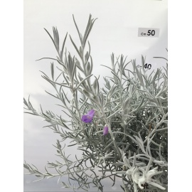 EREMOPHILA NIVEA 2